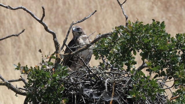 Red-tailed Hawk (calurus/alascensis) - ML587328551