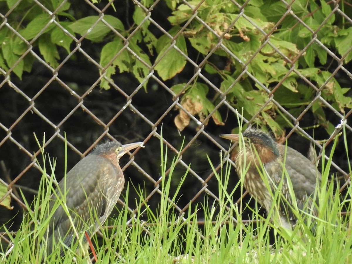 Green Heron - Laura Mae