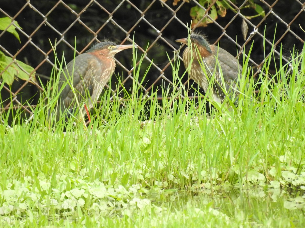 Green Heron - ML587328861