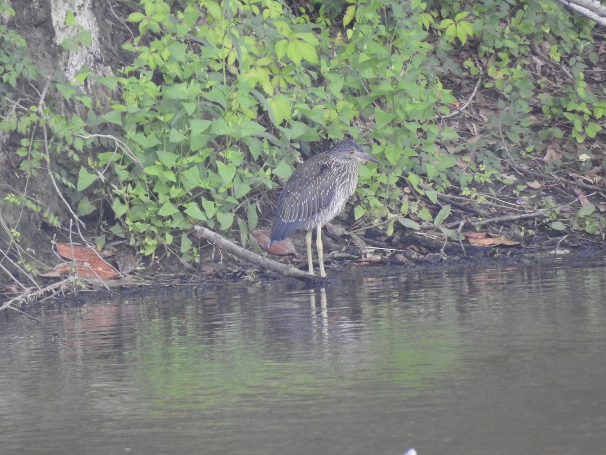 Yellow-crowned Night Heron - ML587328901