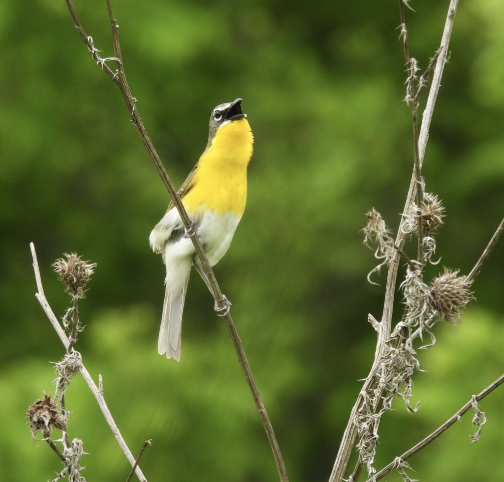 Yellow-breasted Chat - Beth Lenoble