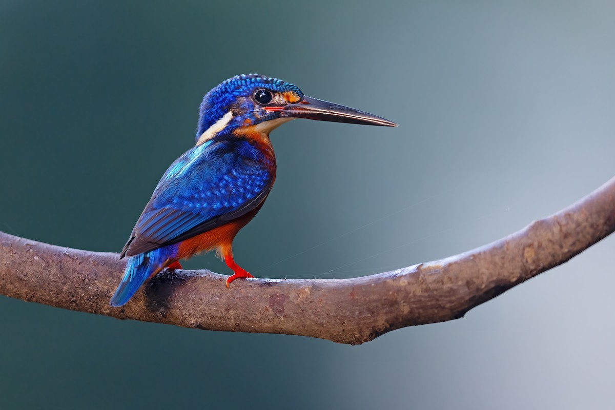 Blue-eared Kingfisher - ML587329091