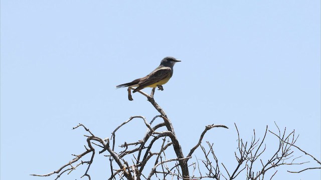 Cassin's Kingbird - ML587329591