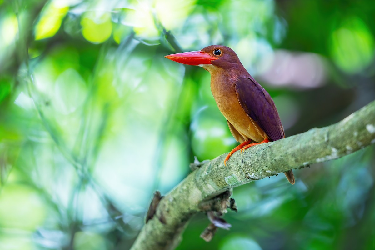 Ruddy Kingfisher - JJ Harrison