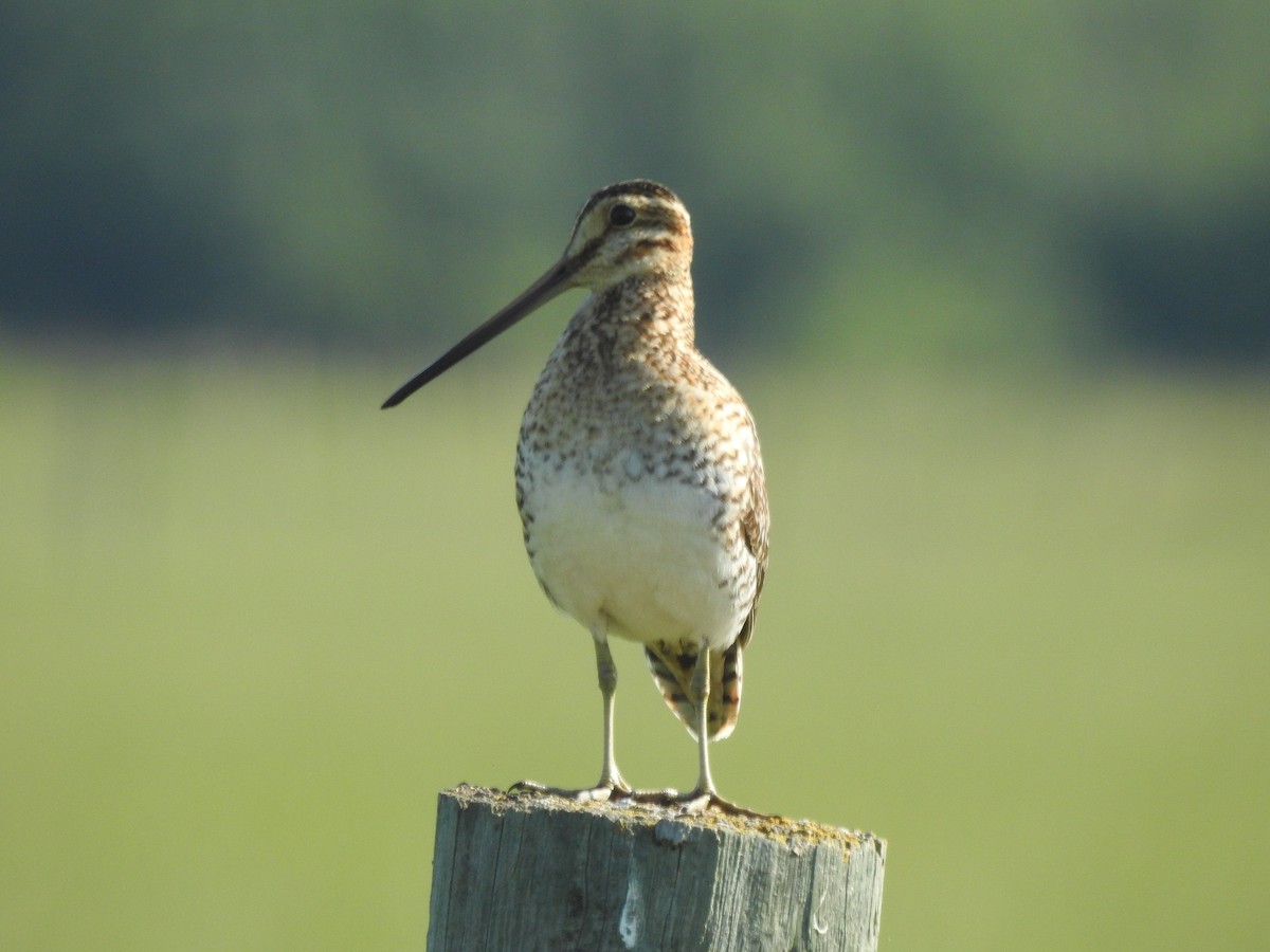 Wilson's Snipe - ML587330061