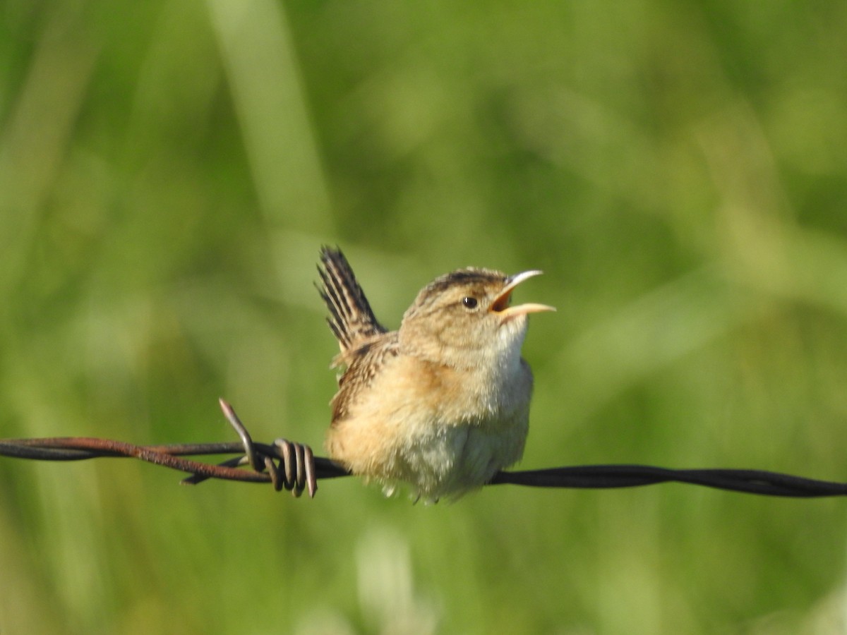 Sedge Wren - ML587330421