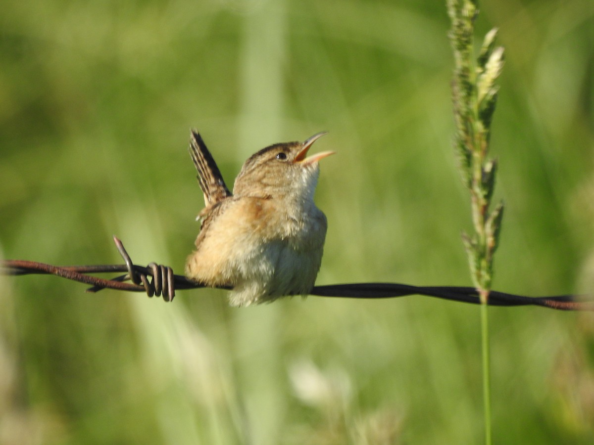 Sedge Wren - ML587330431