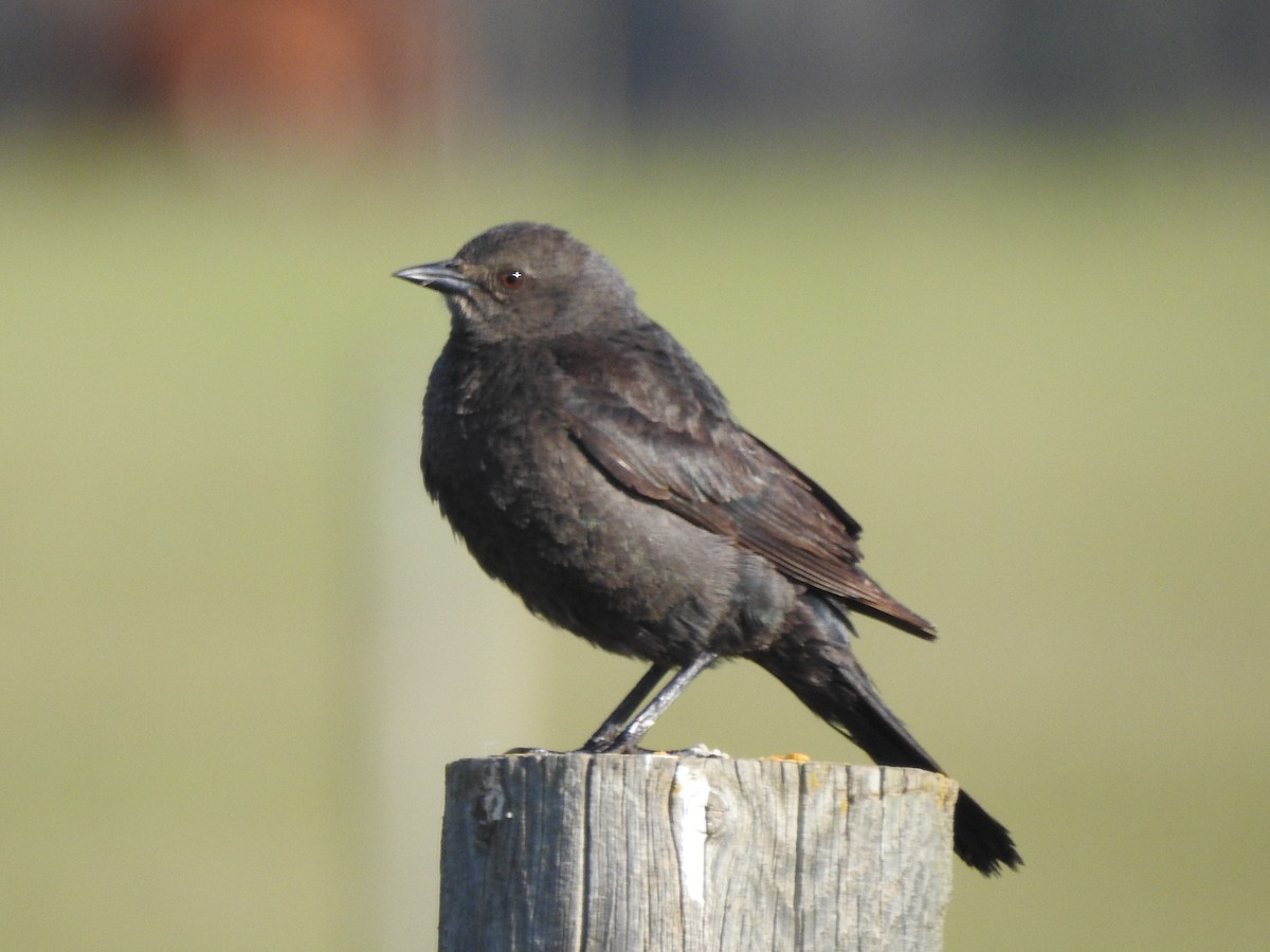 Brewer's Blackbird - ML587330671