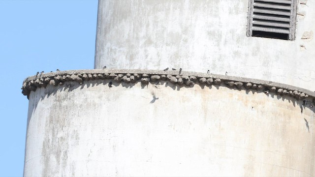 Cliff Swallow (pyrrhonota Group) - ML587330951