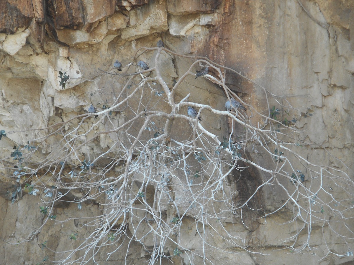 Pigeon roussard - ML587331201