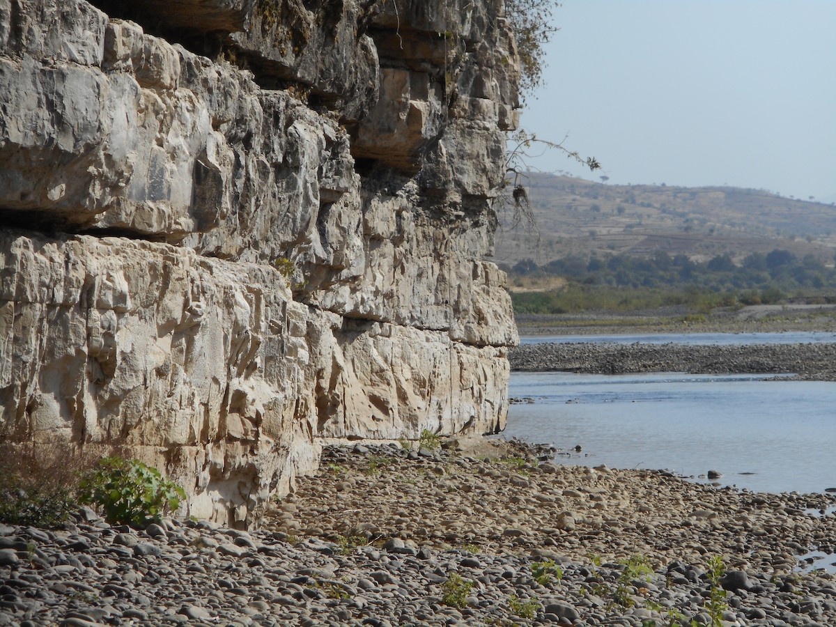 Senegal Thick-knee - ML587331321