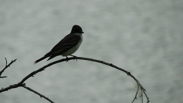 Eastern Kingbird - ML587331651