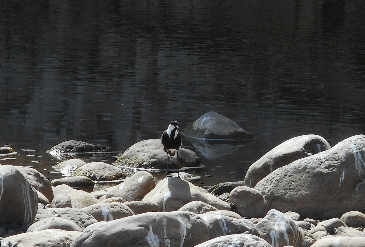 Spur-winged Lapwing - ML587331811