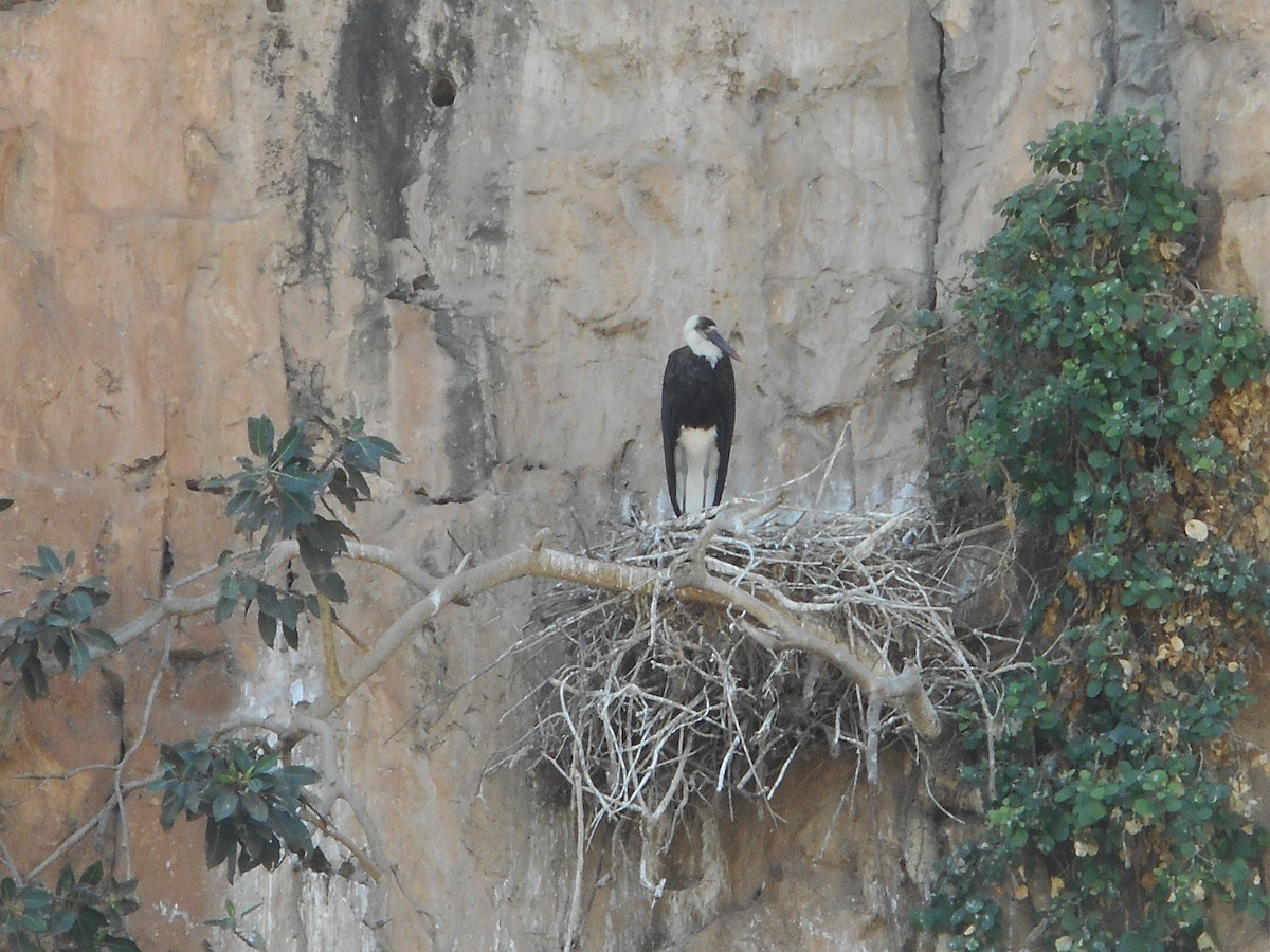 African Woolly-necked Stork - ML587331941