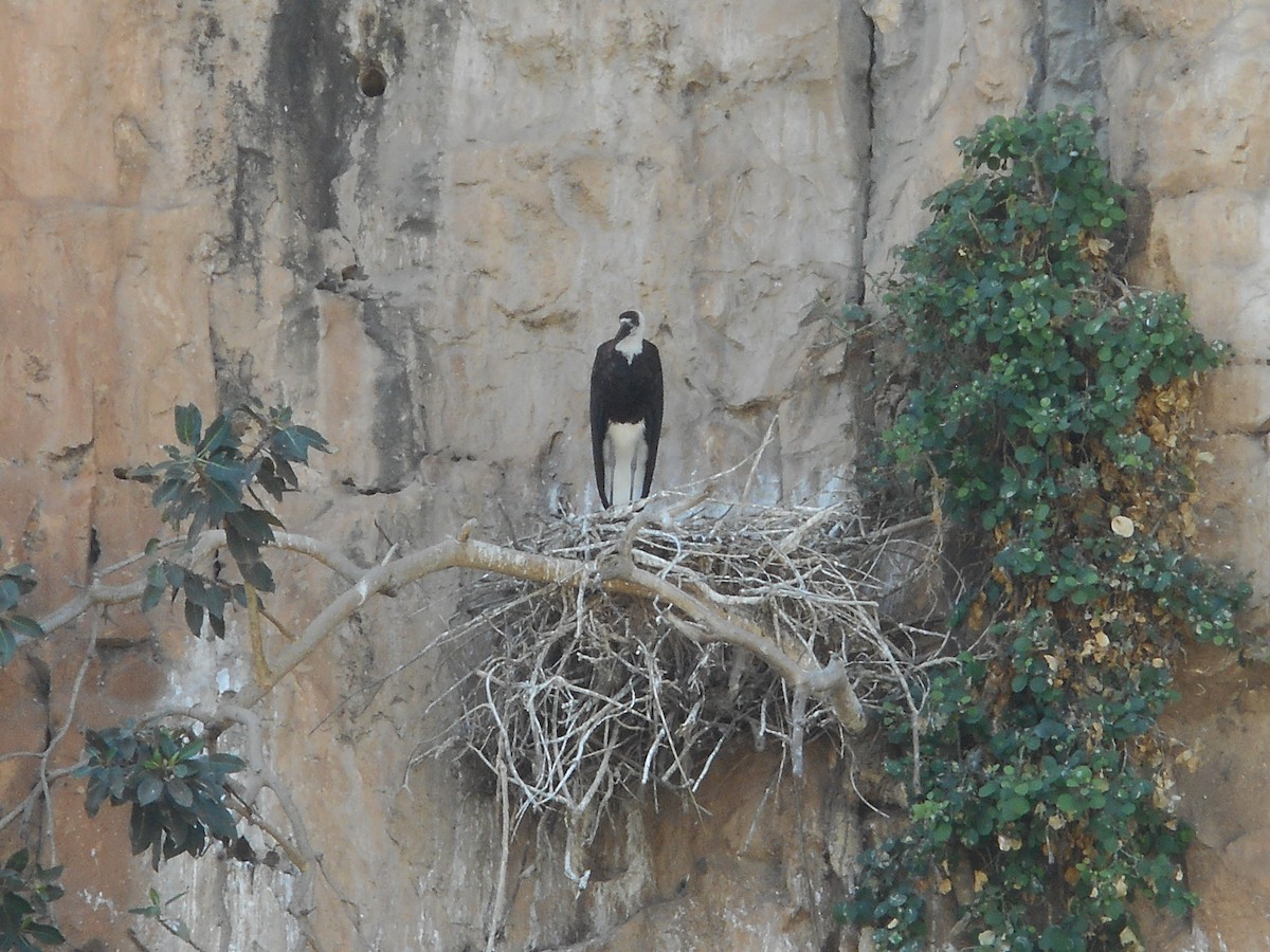 African Woolly-necked Stork - Bob Packard