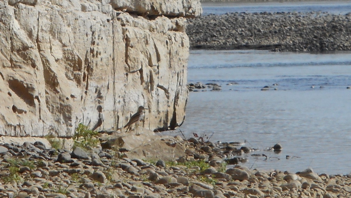 Senegal Thick-knee - ML587332491