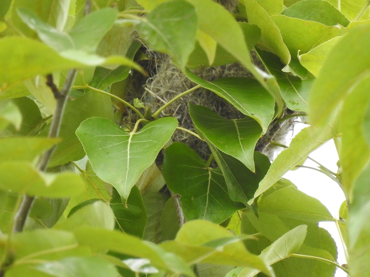 Bullock's Oriole - ML587332781