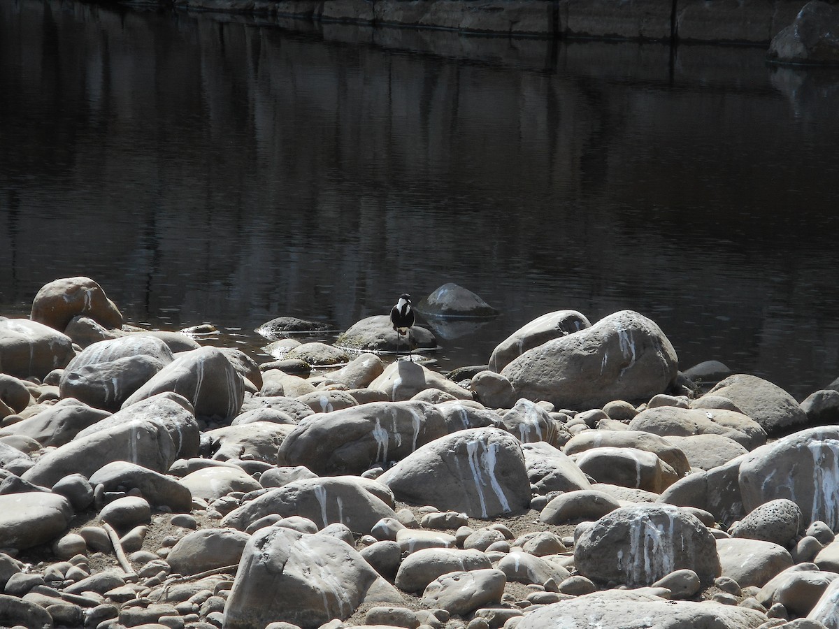 Spur-winged Lapwing - ML587332891