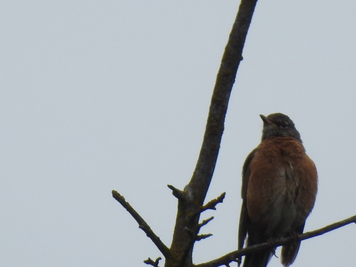 American Robin - Doug Mongerson