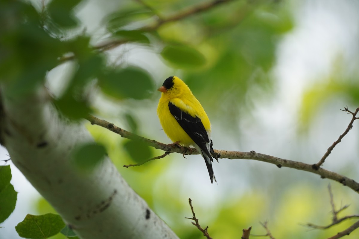 American Goldfinch - Gaylen Jensen