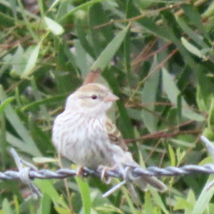 Chipping Sparrow - ML587333851