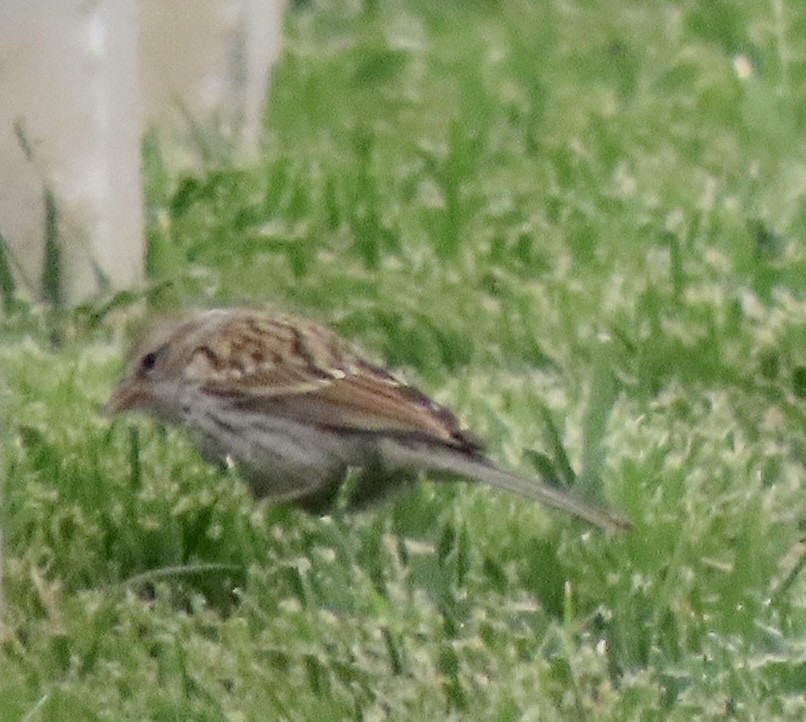 Chipping Sparrow - ML587333861