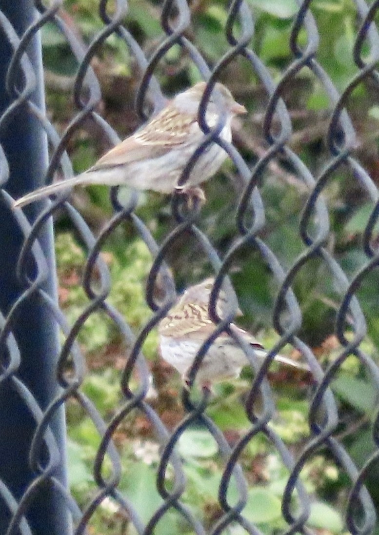 Chipping Sparrow - ML587333871