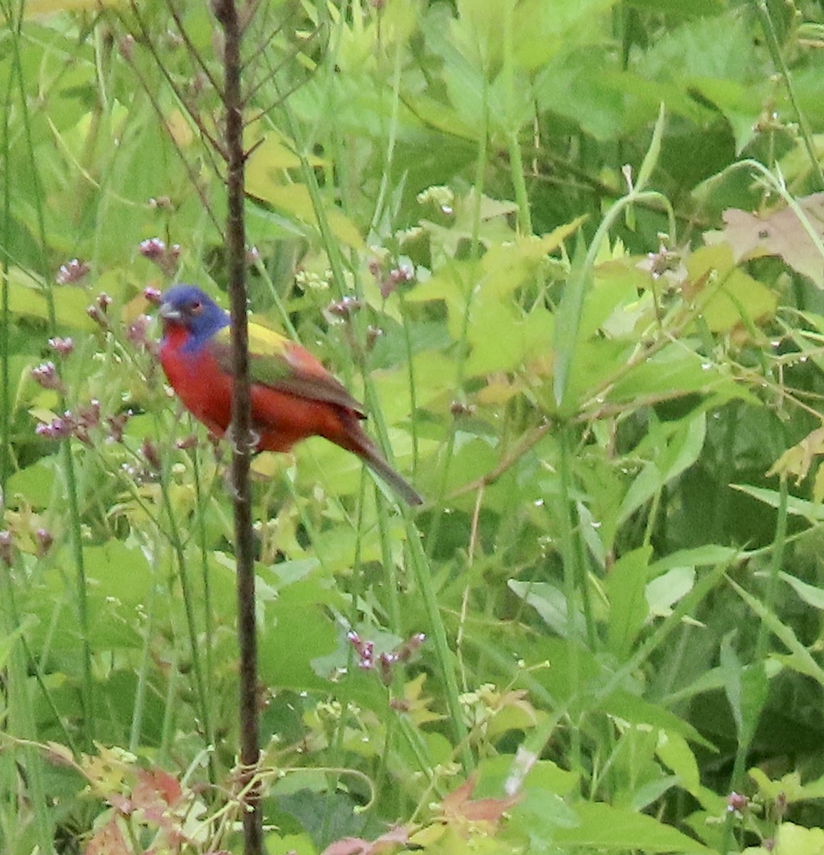 Painted Bunting - ML587335101