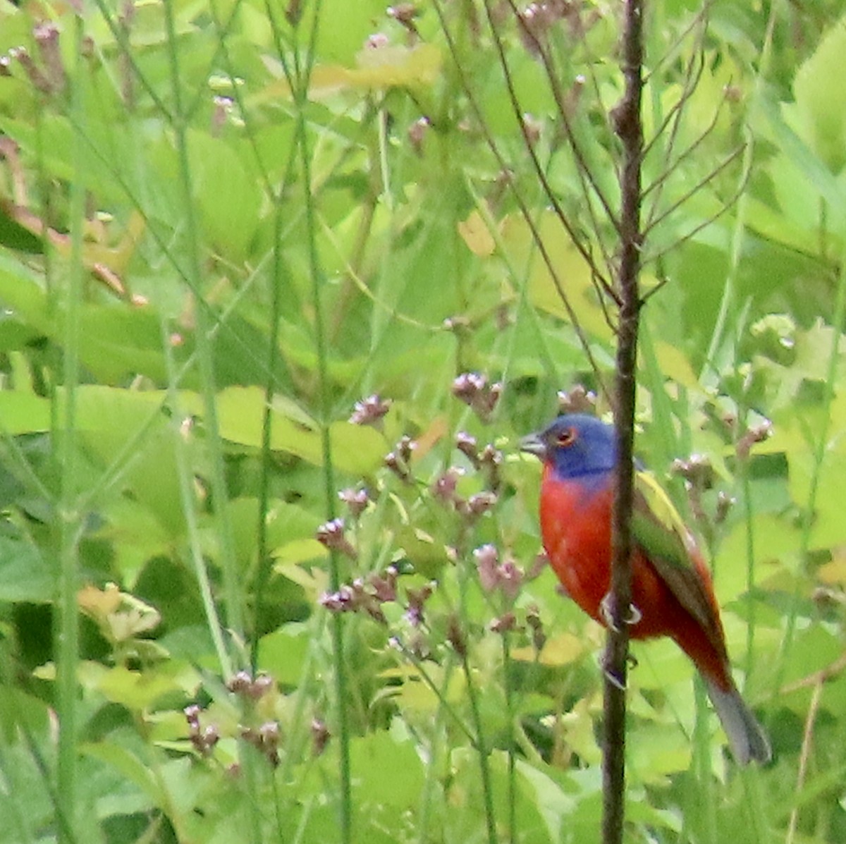 Painted Bunting - ML587335111
