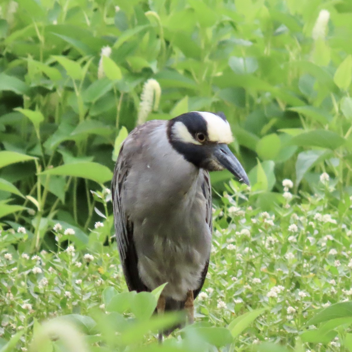 Yellow-crowned Night Heron - ML587335361