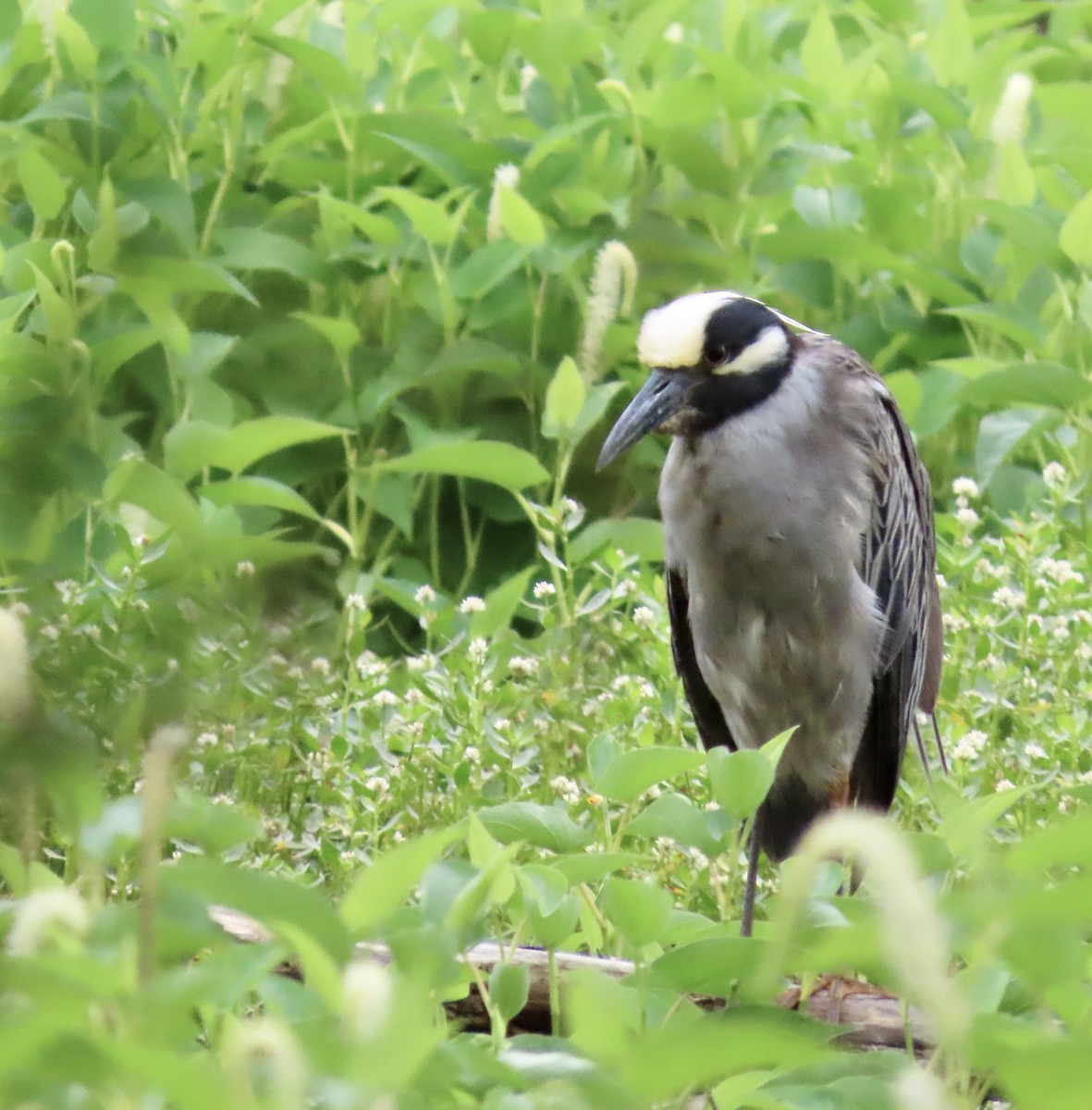 Yellow-crowned Night Heron - ML587335381