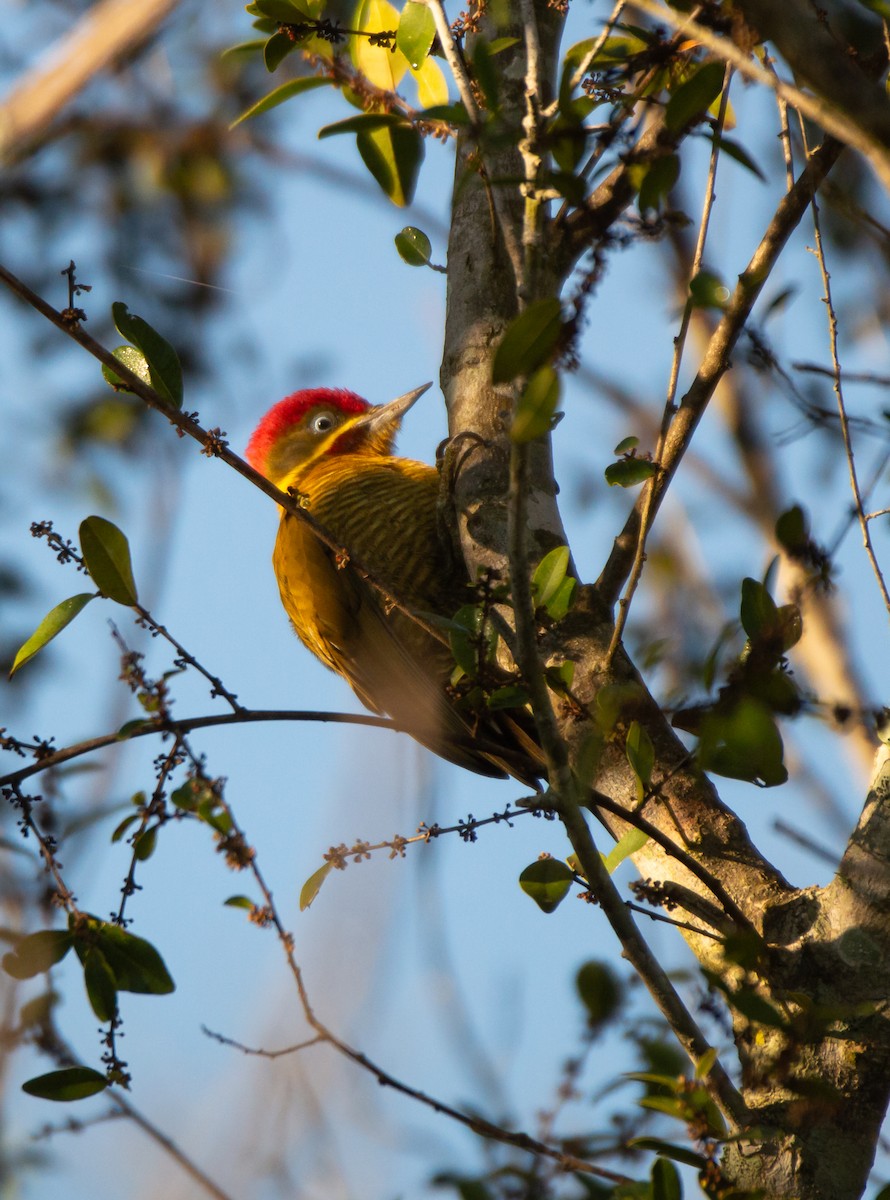 Golden-green Woodpecker - ML587335551