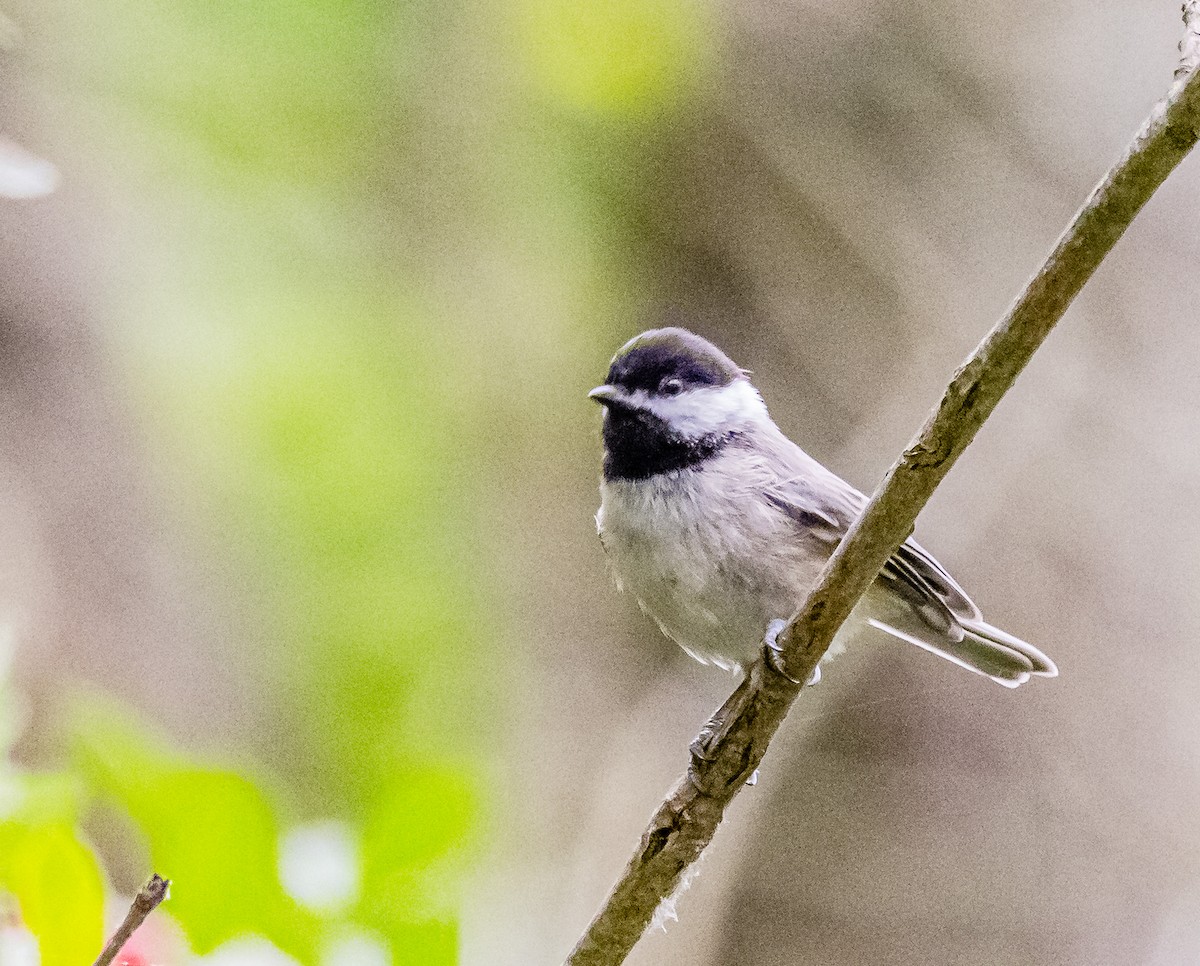 Black-capped Chickadee - ML587335591