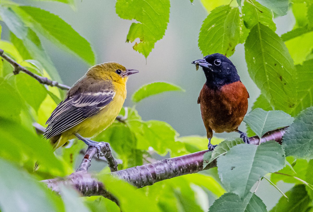 Orchard Oriole - ML587335691