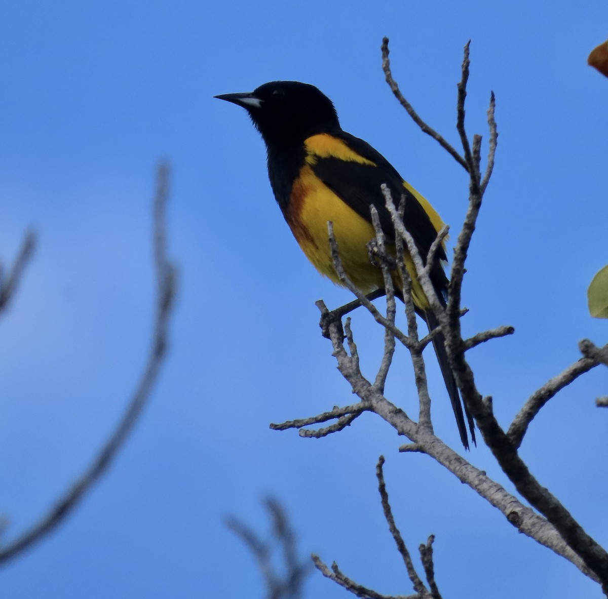 Black-cowled Oriole - ML587335871