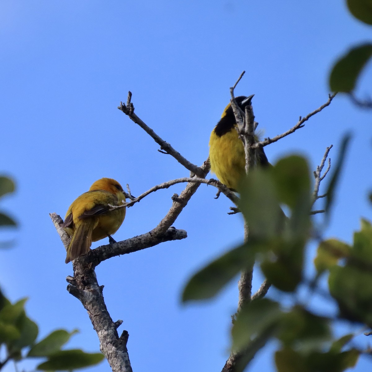 Black-cowled Oriole - ML587335891