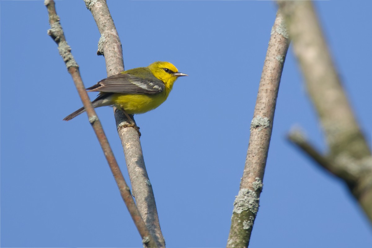 Blue-winged Warbler - ML587337251