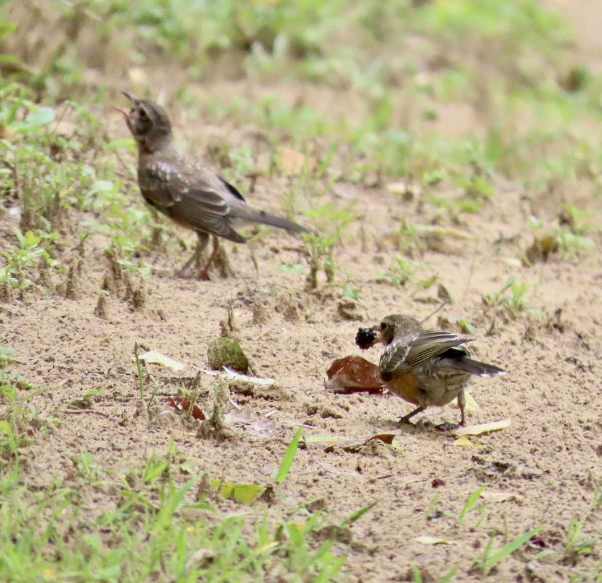 American Robin - ML587337721