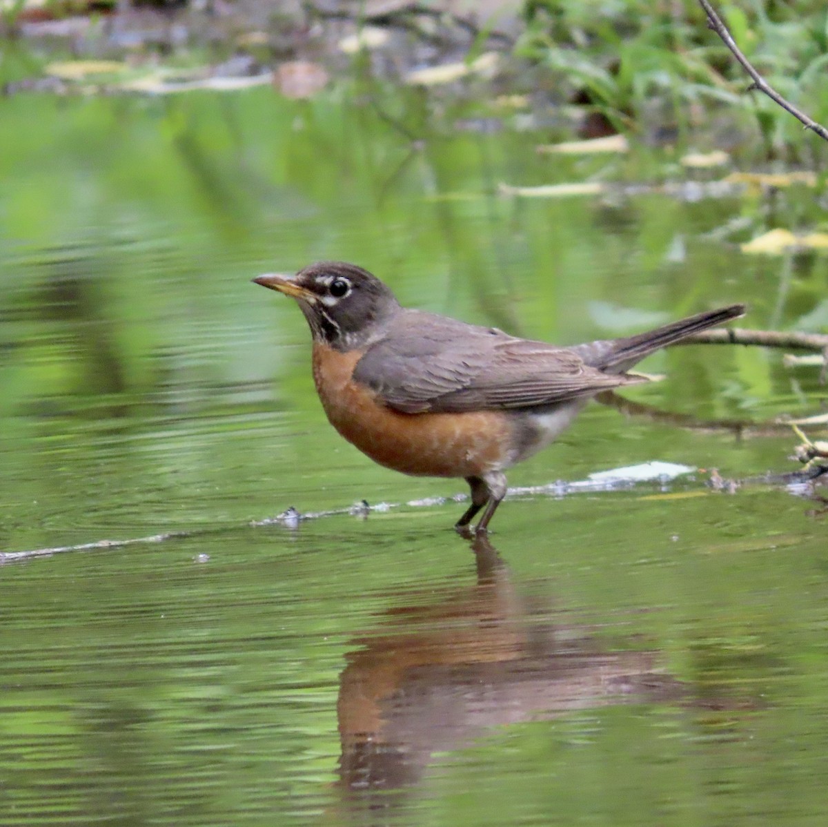 American Robin - Ezra H