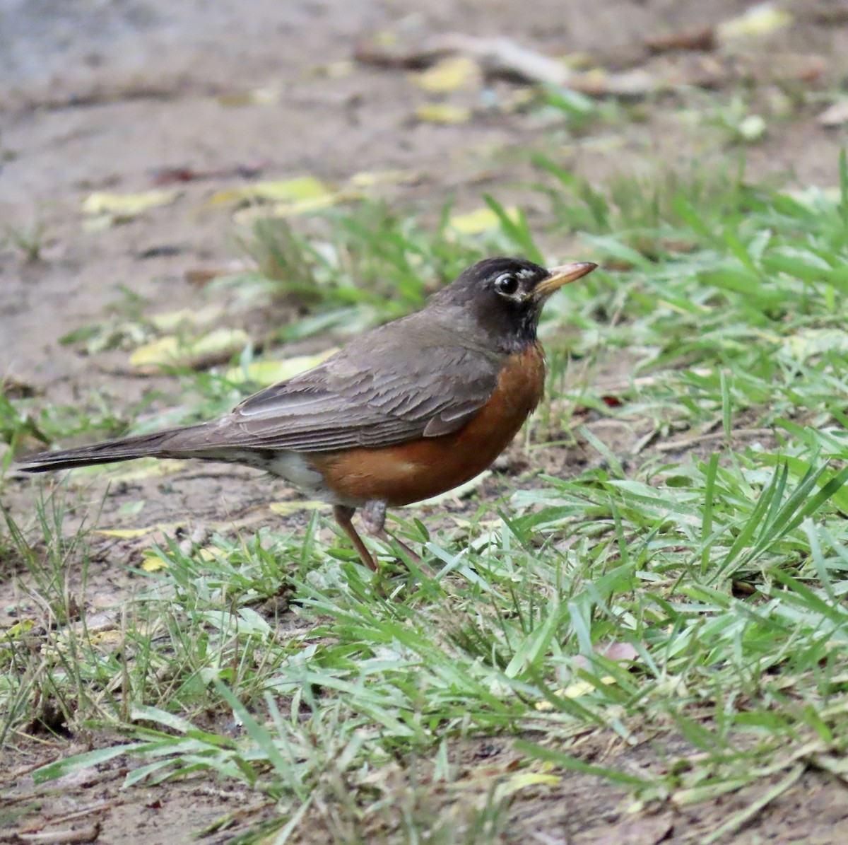 American Robin - Ezra H