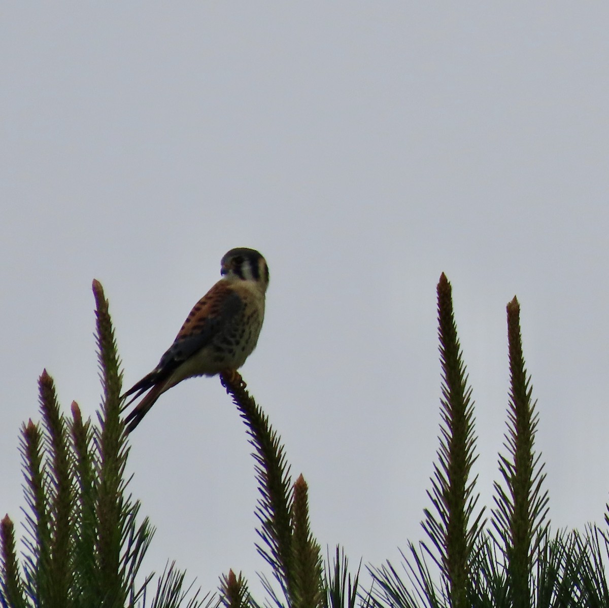 American Kestrel - ML587338841