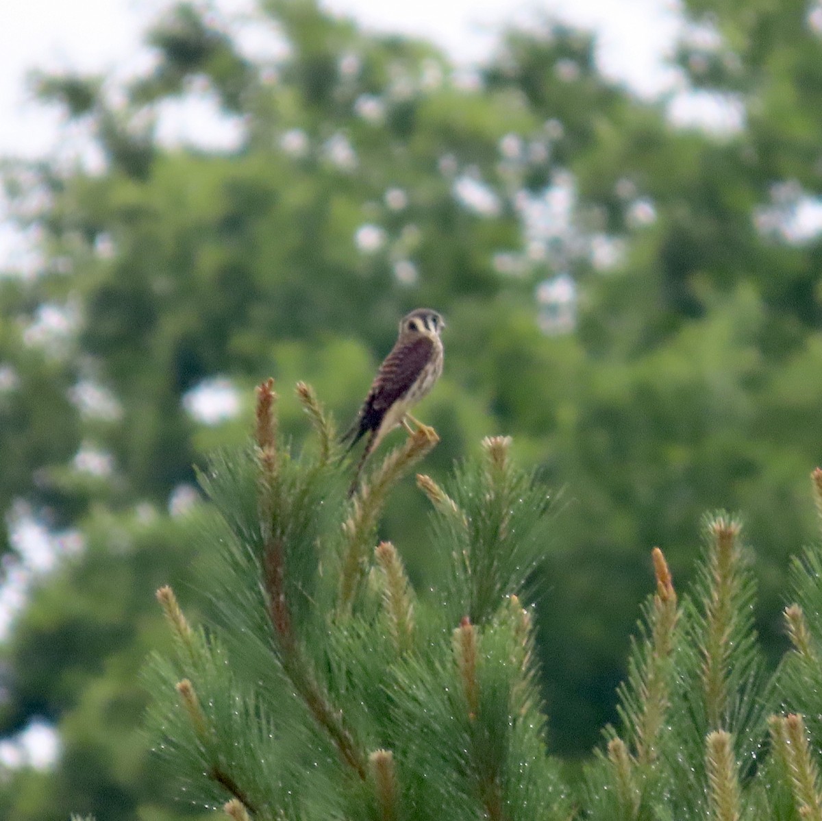 American Kestrel - ML587338851