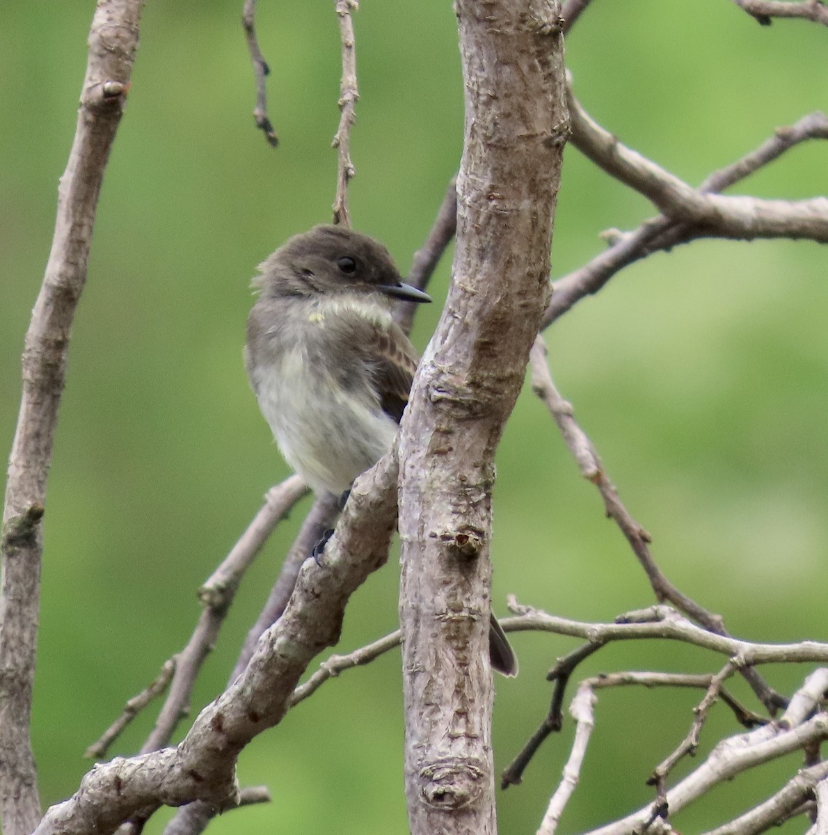 Eastern Phoebe - ML587338931