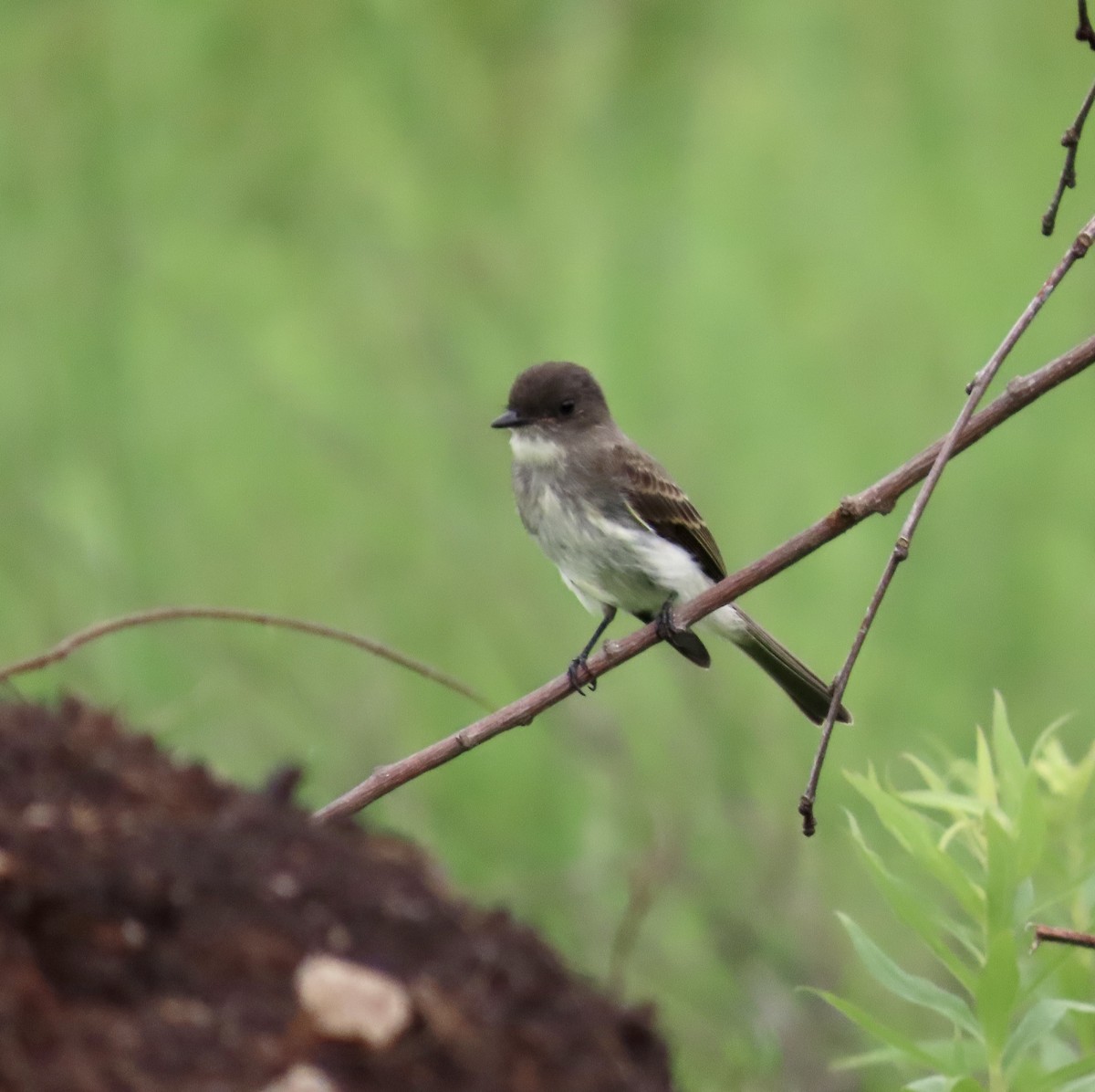 Eastern Phoebe - ML587338951