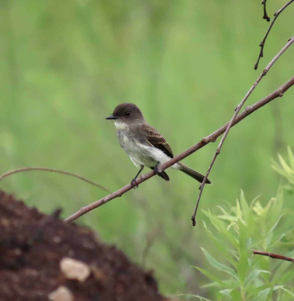 Eastern Phoebe - ML587338961