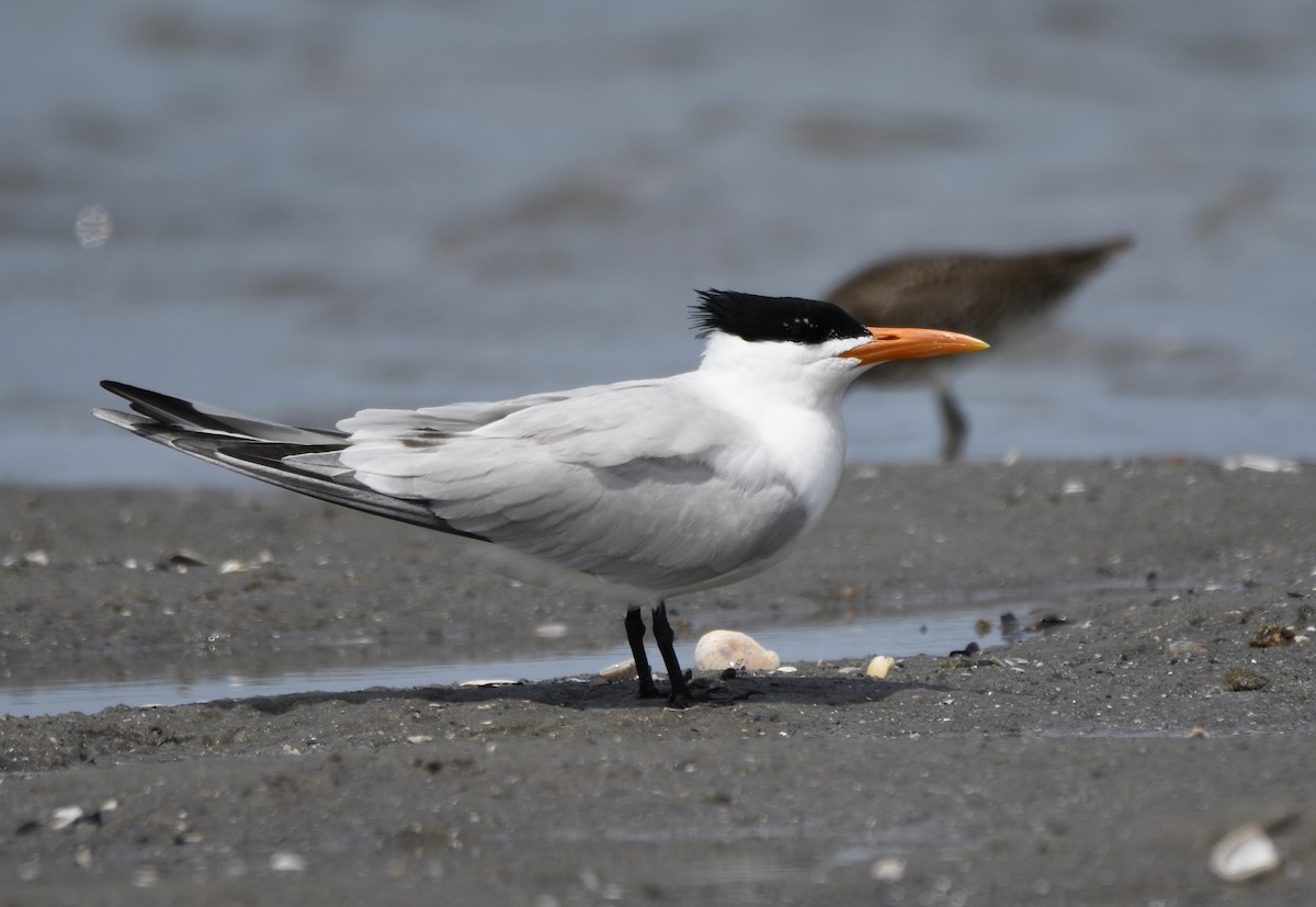 Royal Tern - ML587339031