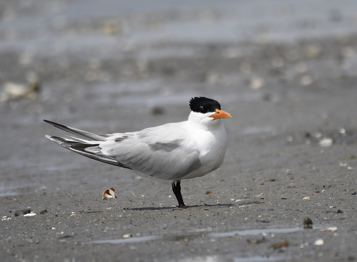 Royal Tern - ML587339581