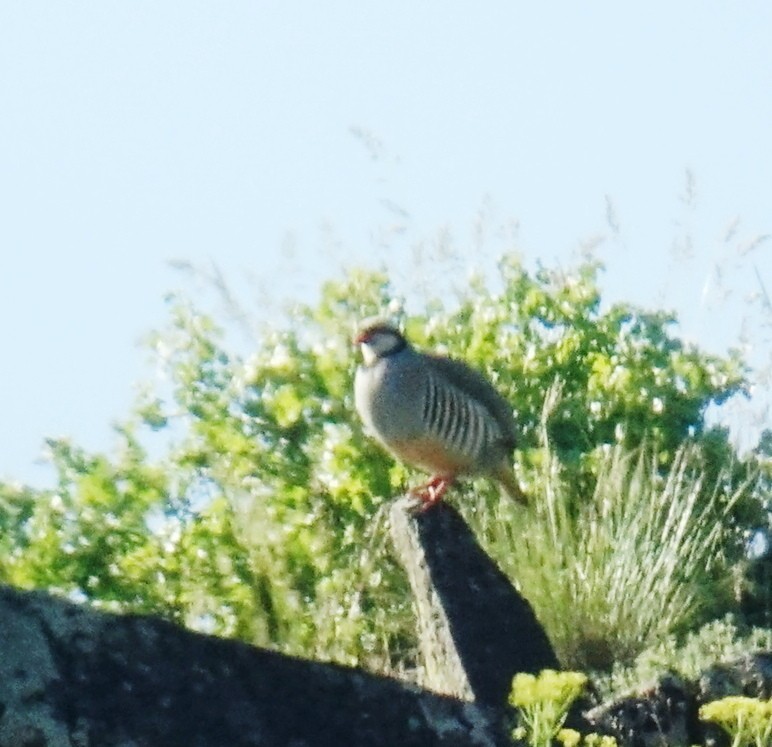 Chukar - ML58733971