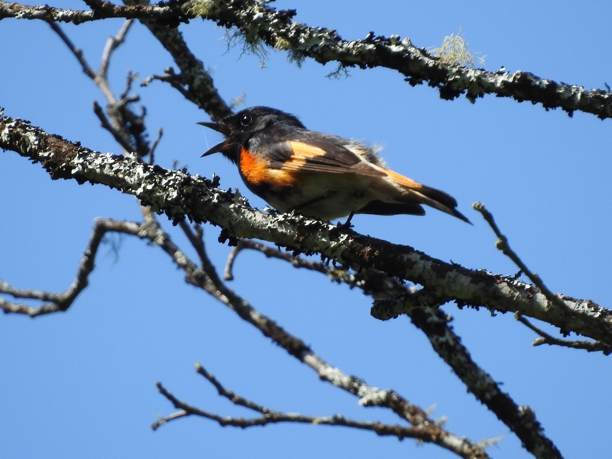 American Redstart - ML587340251