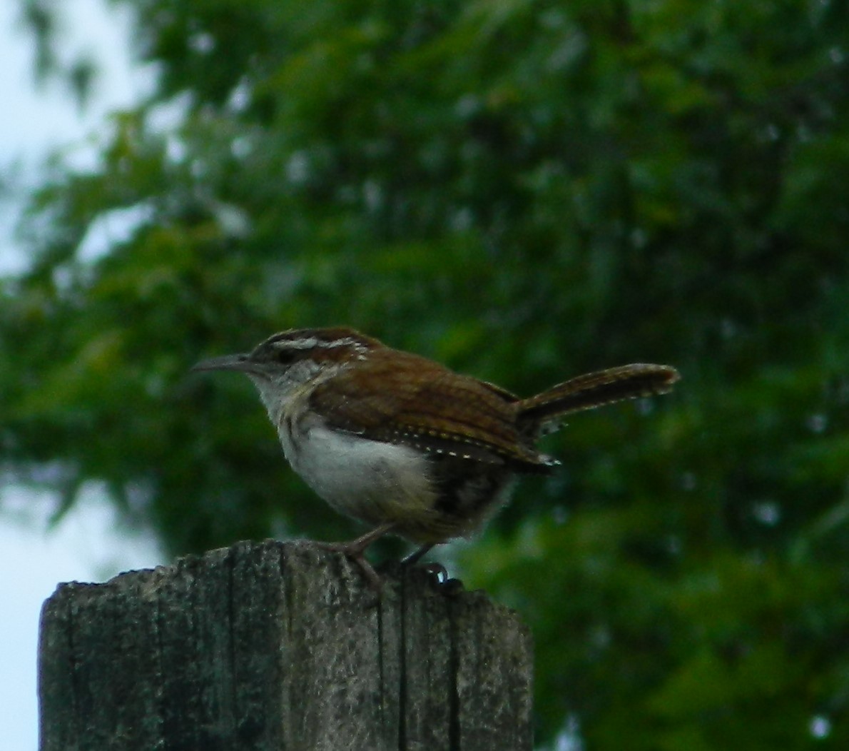 Carolina Wren - ML587340301